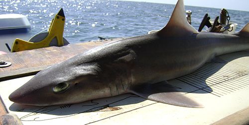 Dusky smooth-hound